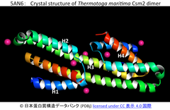 CRISPR/Cas9エフェクター複合体における“small subunits”の進化系統関係を考察