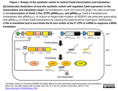 self-restricting Cas9 2