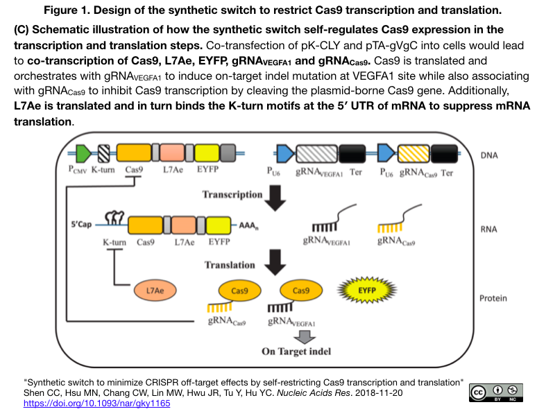 Cas9の発現を転写レベルと翻訳レベルで制約する人工スイッチを組み込むことで Cas9編集の精度を向上 Crisp Bio Cas9の発現を転写レベルと翻訳レベルで制約する人工スイッチを組み込むことで Cas9編集の精度を向上 Crisp Bio