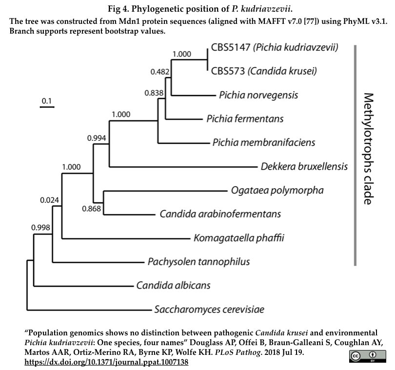 ヒト病原性酵母Candida kruseiと産業上有用な酵母Pichia
