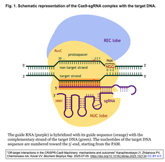 メタゲノム由来Cas12aオルソログの構造解析とエンジニアリングにより、CRISPRゲノム編集および多重診断ツールキットを拡張