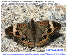 Junonia coenia