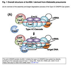 AcrIE8.1は, CascadeのサブユニットCas11に直接結合することでタイプI-E CRISPR-Casシステムを阻害する