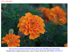 マリーゴールドの効率的CRISPR/Cas9遺伝子編集を確立