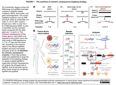融合遺伝子を標的とするCRISPR/Cas9による個別化癌療法
