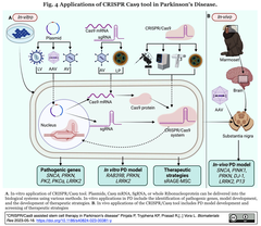 [レビュー] CRISPR/Cas9をベースとするパーキンソン病 (PD) の幹細胞療法