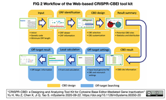 CRISPR-CBEI: CBEによるストップコドン生成を介した遺伝子不活性化用のsgRNAs設計支援ツール