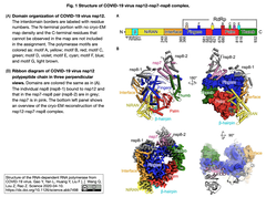 [20200412更新] 新型コロナウイルス: 抗ウイルス剤の標的RNA依存性RNAポリメラーゼの構造詳らかに