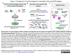 PCR tagging 2018-11-22 20.04.24