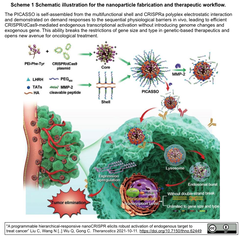 プログラム可能な階層的応答性ナノCRISPRによる内在遺伝子の活性化を介した癌療法