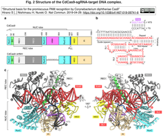ジフテリア菌 (C. diphtheriae) Cas9の'寛容な'PAMの構造基盤