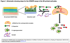 アルツハイマー病の早期マーカーとされるマイクロRNAを検出する迅速かつ低コストなCRISPR/Cas13aバイオアッセイ