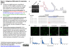 Endogenous tRNA system for expressing sgRNAs