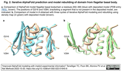 flagellar basal body