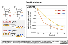 ホスホノアセテート修飾により，Cas9エディター用ガイドRNAの安定性と編集収率を向上