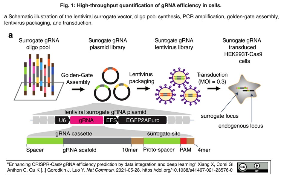 Crispr Cas9 Grnaの効率予測を 高品質なgrna活性データ測定 統合と深層学習により改善 Crisp Bio