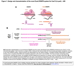 A novel Dual-guide CRISPR–Cas13 Figure 1