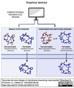 経口投与可能な膜透過性大環状化合物の精密なデノボ設計を実現