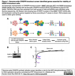 PARP14遺伝子の状態がDNA損傷応答を阻害する抗癌剤の効能を左右する