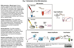 研究資源が限られた環境で利用可能な病原体検出システムをdCas9をベースとして開発