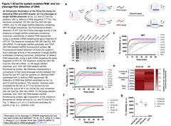 Elimination of cis-cleavage in CRISPR　Figure 1