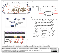 Cas9-Lag: dCas9を酵素発現カセットを基質近傍に配置するタグとして利用する