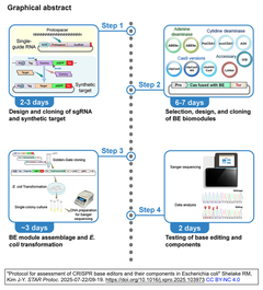 Protocol for assessment of CRISPR base editors