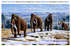 ケナガマンモス