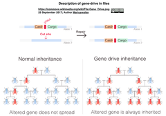 gene drive model