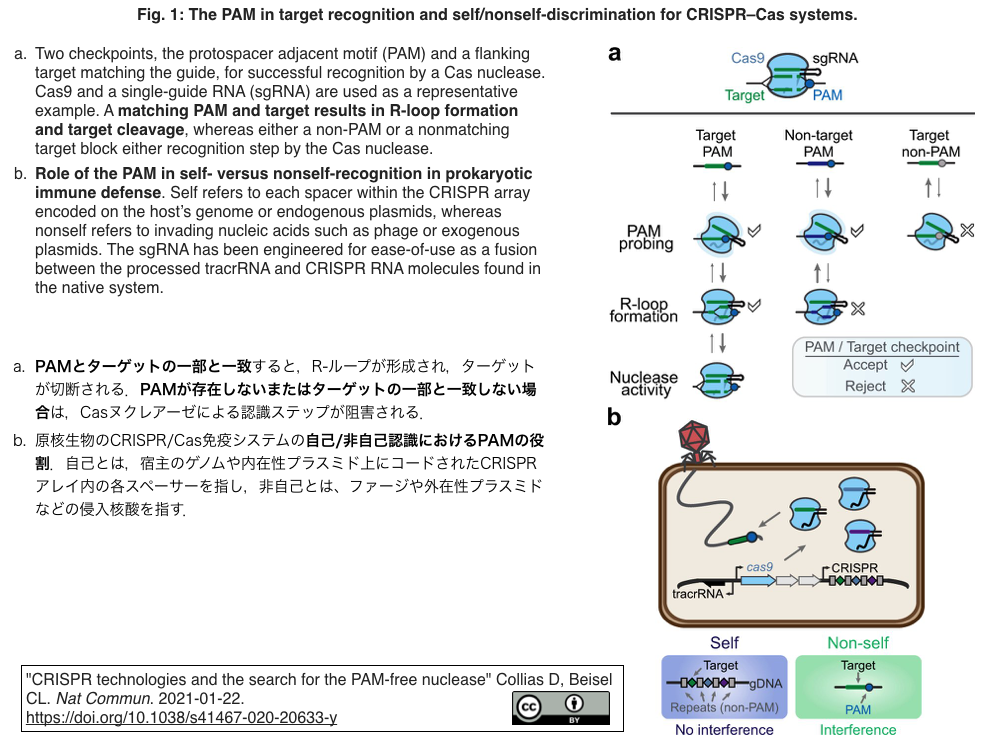レビュー] PAMフリーなCRISPRヌクレアーゼの探索・作出と，PAMフリーの