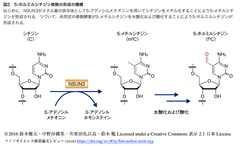 低分子によるRNA制御法を開発し、CRISPR-Cas遺伝子編集の新たな制御法へと展開