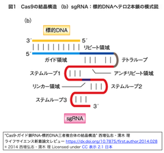 sgRNA