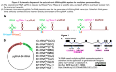 tRNA-sgRNA
