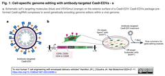 Cas9-EDV 1