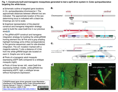CRISPRをベースとする遺伝子ドライブによるイエカの個体群制御