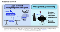 Light-induced expression of gRNA GA