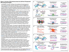 Programmable large-DNA writing F2