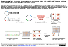 治療研究のための鎌状赤血球症およびβサラセミアの病態生理学的モデルの開発