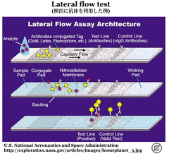 CRISPR/Casのコラテラル活性に基づくバイオセンシング技術 2題