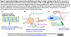 Human Pluripotent Stem Cell Research-2