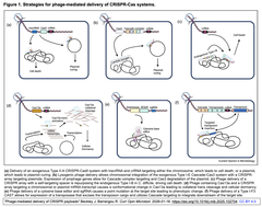 Phage-mediated delivery of CRISPR payloads