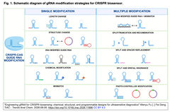 Engineering gRNA for CRISPR Fig. 1