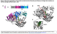 Cas12aのブリッジヘリックス (BH) は、Rループ形成とRuvC活性化のアロステリック制御因子である