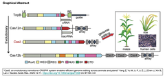 2026年に向けて, CRISPR-Cas12ファミリーの新メンバーが発見された