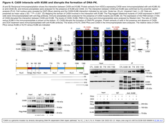 Cas9はDNA-PK依存DNA修復過程を損傷する突然変異誘発因子であることに、留意せよ