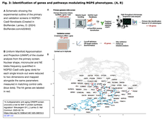 早老症の症状を逆転させる一連の遺伝子を, ゲノムワイドCRISPRスクリーニングにより発見