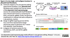 Cre-dependent Cas9 pig 2