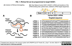 RNAを標的とするCRISPR-Cas13を介して，神経系での遺伝子サイレンシングを実現