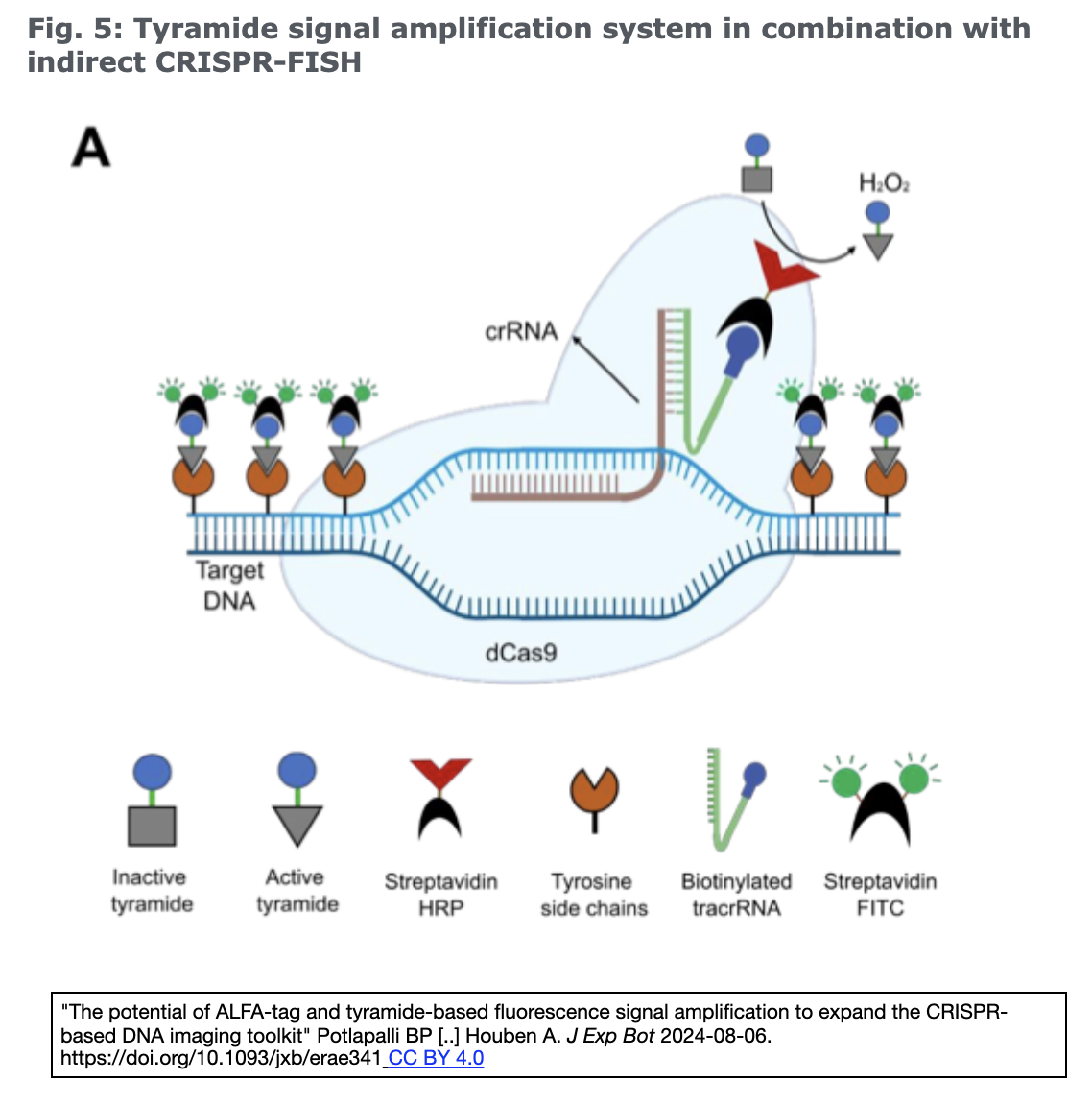 CRISPRベースのDNA可視化ツールキットを拡張するALFAタグと
