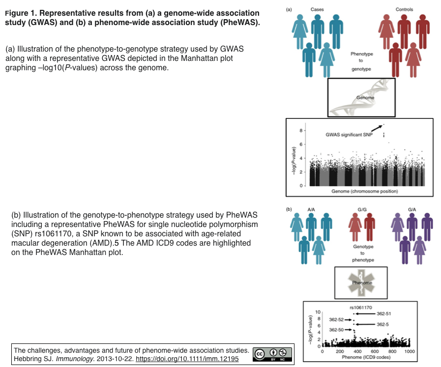 遺伝型と表現型の相関を同定する新たな手法phewas Phenome Wide Association の展開 Crisp Bio